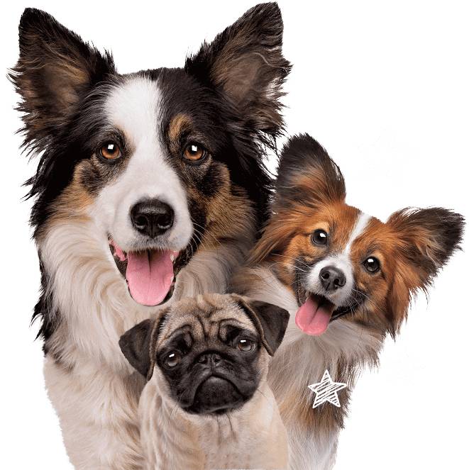Restore Puppy Breath, Youthful Energy, And a Shiny Coat Starting In 1 Week!